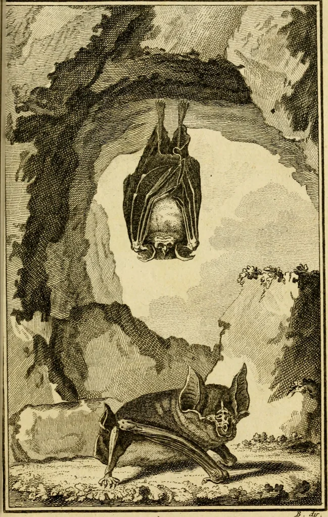 An illustration from Œuvres complètes de M. le C[om]te de Buffon ... : histoire des animaux quadrupèdes, 1775, leaf 398