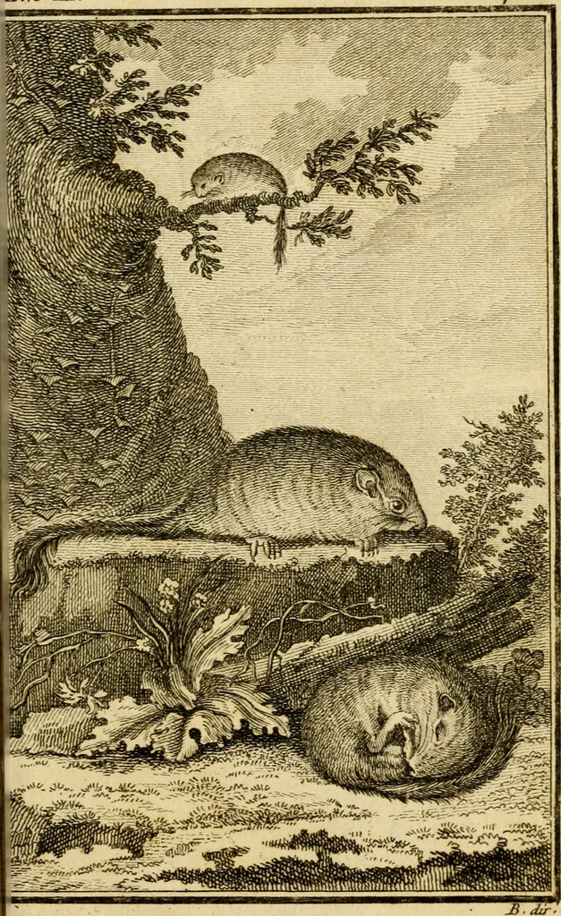 An illustration from Œuvres complètes de M. le C[om]te de Buffon ... : histoire des animaux quadrupèdes, 1775, leaf 420