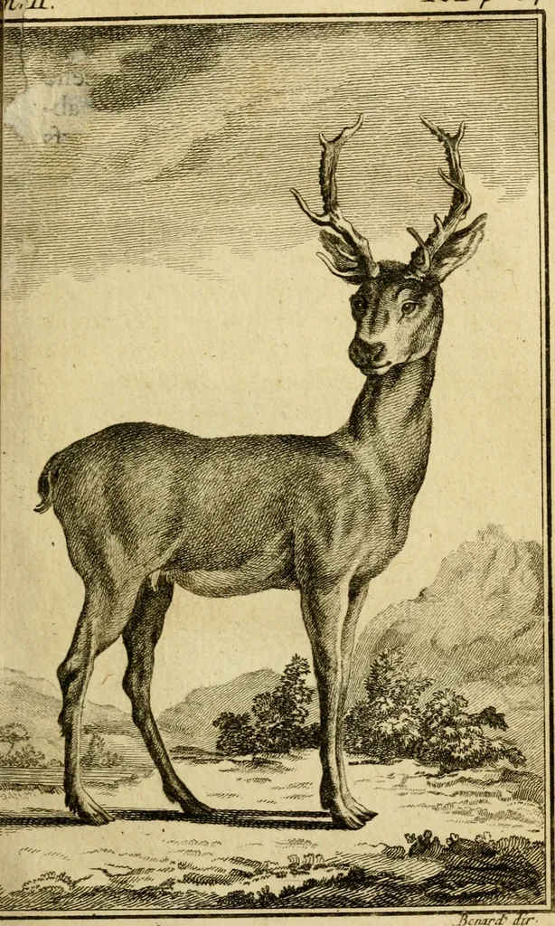 An illustration from Œuvres complètes de M. le C[om]te de Buffon ... : histoire des animaux quadrupèdes, 1775, leaf 74