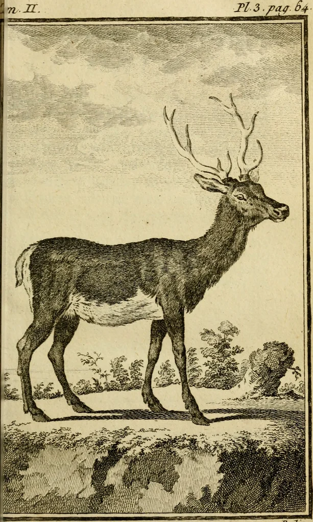 An illustration from Œuvres complètes de M. le C[om]te de Buffon ... : histoire des animaux quadrupèdes, 1775, leaf 78