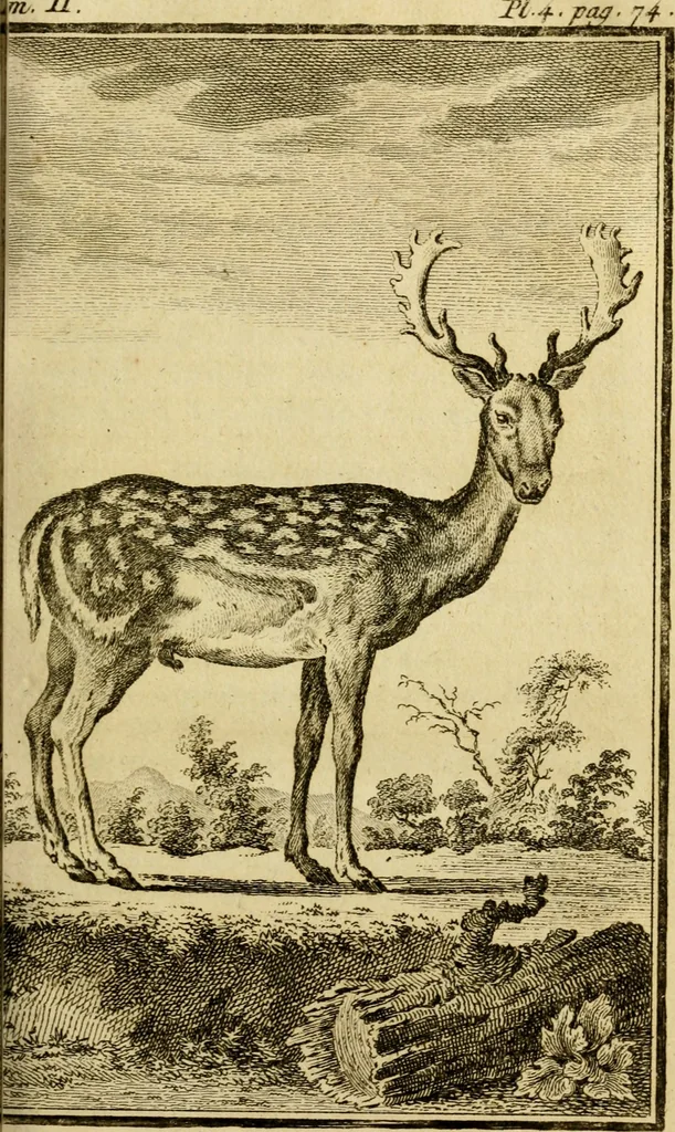An illustration from Œuvres complètes de M. le C[om]te de Buffon ... : histoire des animaux quadrupèdes, 1775, leaf 90
