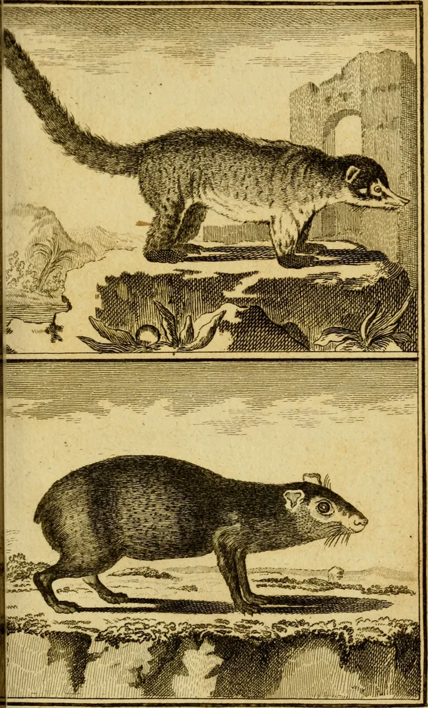 An illustration from Œuvres complètes de M. le C[om]te de Buffon ... : histoire des animaux quadrupèdes, 1775, leaf 112