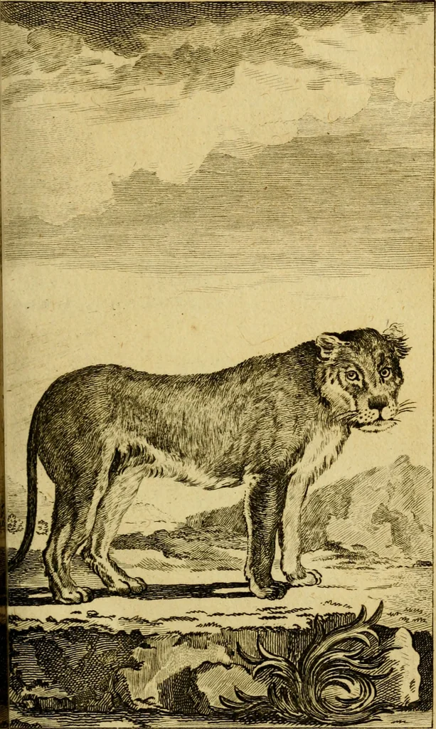 An illustration from Œuvres complètes de M. le C[om]te de Buffon ... : histoire des animaux quadrupèdes, 1775, leaf 150