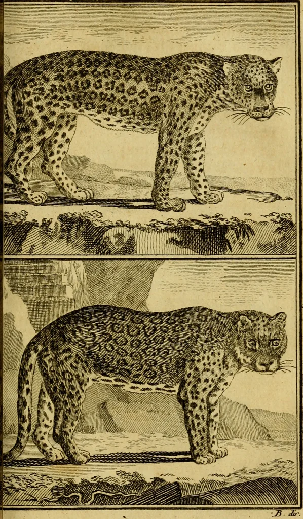 An illustration from Œuvres complètes de M. le C[om]te de Buffon ... : histoire des animaux quadrupèdes, 1775, leaf 316