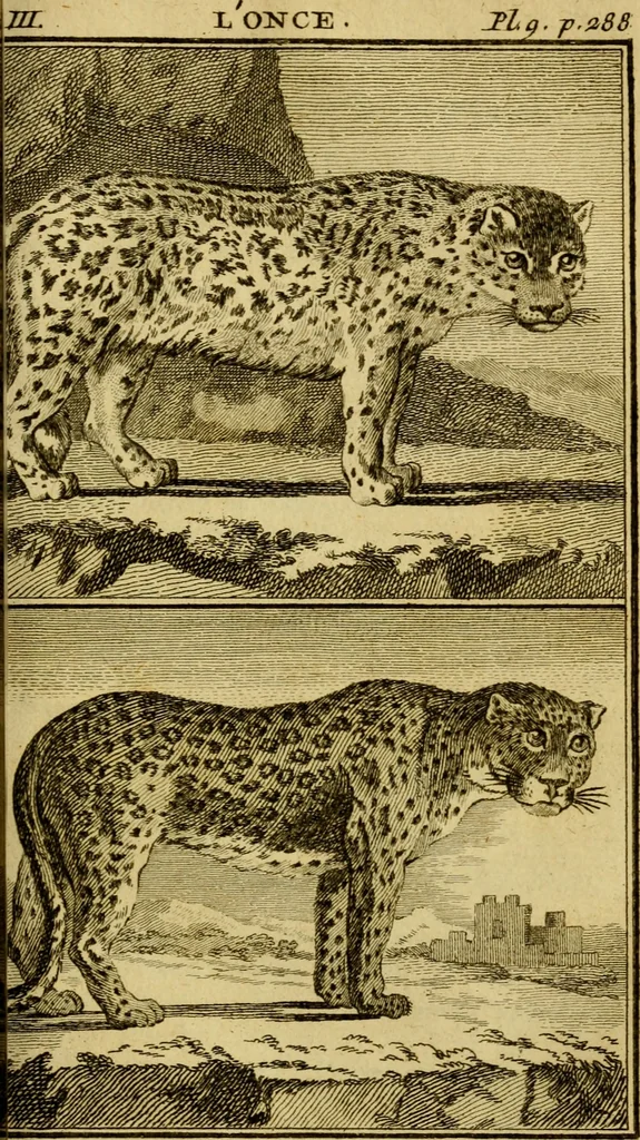 An illustration from Œuvres complètes de M. le C[om]te de Buffon ... : histoire des animaux quadrupèdes, 1775, leaf 318