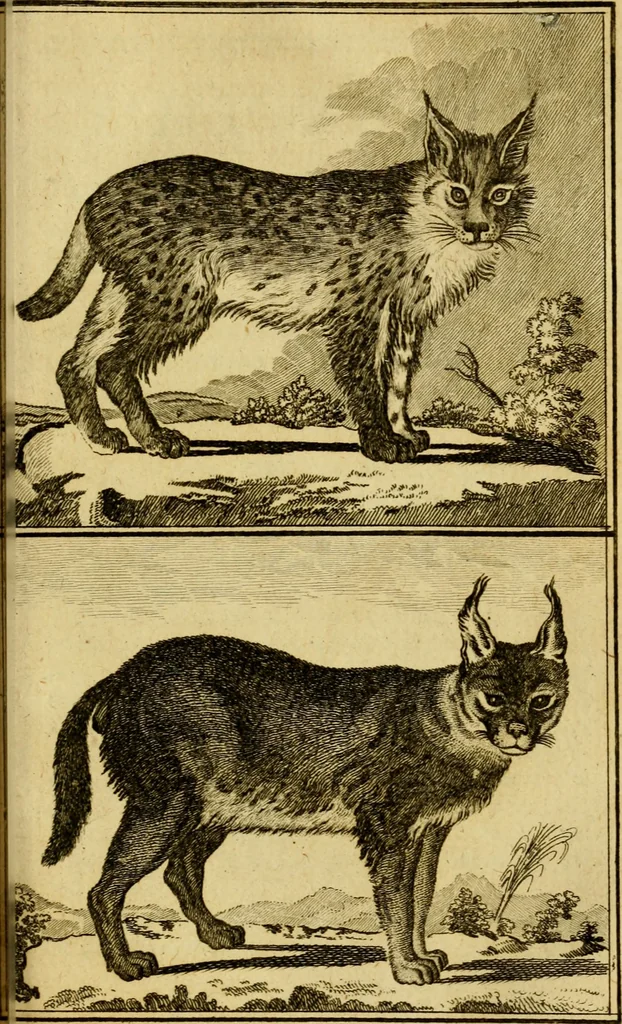 An illustration from Œuvres complètes de M. le C[om]te de Buffon ... : histoire des animaux quadrupèdes, 1775, leaf 358
