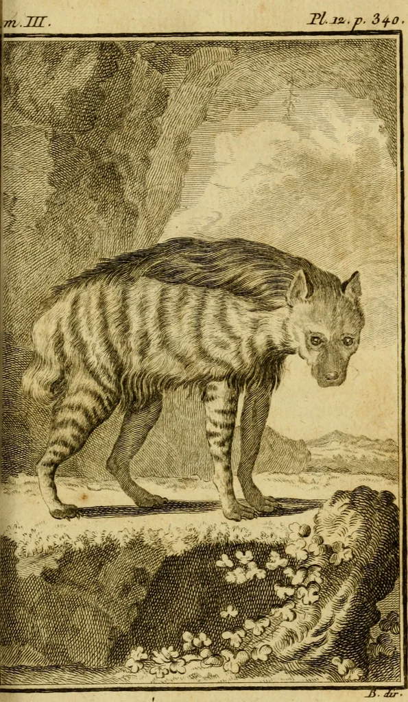 An illustration from Œuvres complètes de M. le C[om]te de Buffon ... : histoire des animaux quadrupèdes, 1775, leaf 376