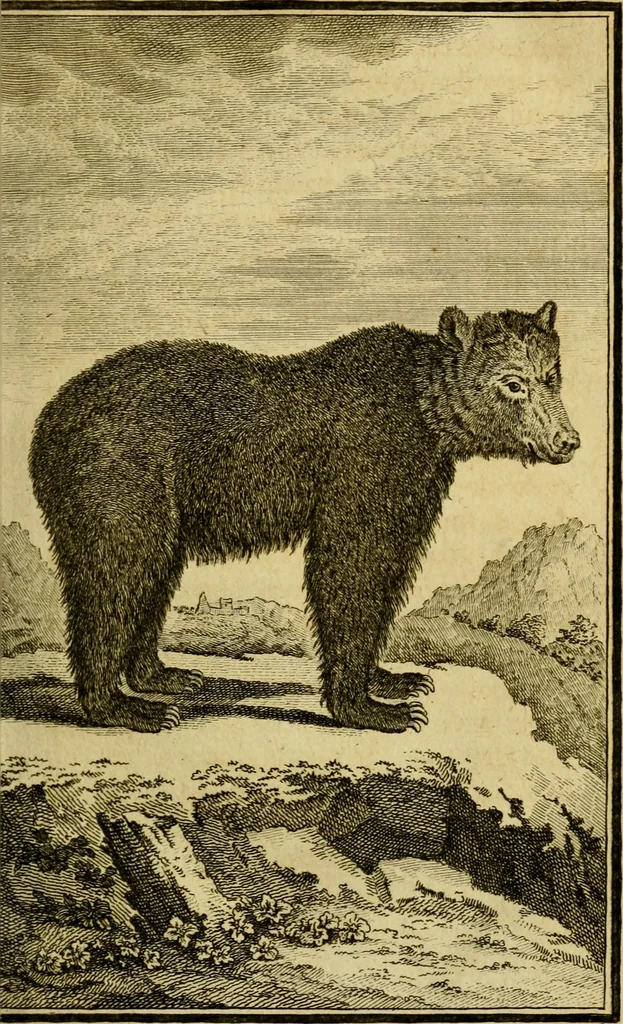 An illustration from Œuvres complètes de M. le C[om]te de Buffon ... : histoire des animaux quadrupèdes, 1775, leaf 50