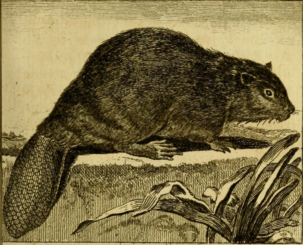 An illustration from Œuvres complètes de M. le C[om]te de Buffon ... : histoire des animaux quadrupèdes, 1775, leaf 94