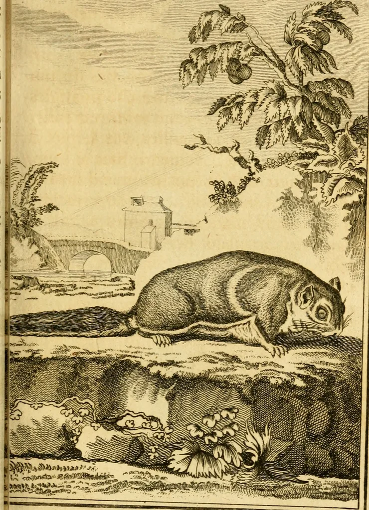 An illustration from Œuvres complètes de M. le C[om]te de Buffon ... : histoire des animaux quadrupèdes, 1775, leaf 102