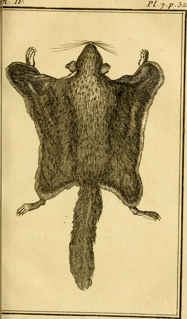 An illustration from Œuvres complètes de M. le C[om]te de Buffon ... : histoire des animaux quadrupèdes, 1775, leaf 104