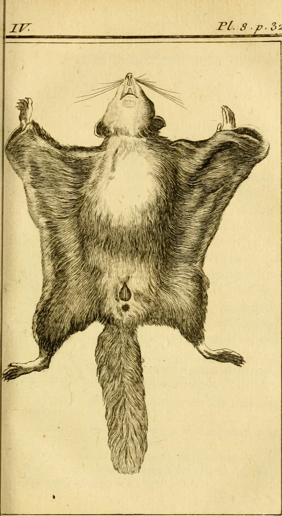 An illustration from Œuvres complètes de M. le C[om]te de Buffon ... : histoire des animaux quadrupèdes, 1775, leaf 106