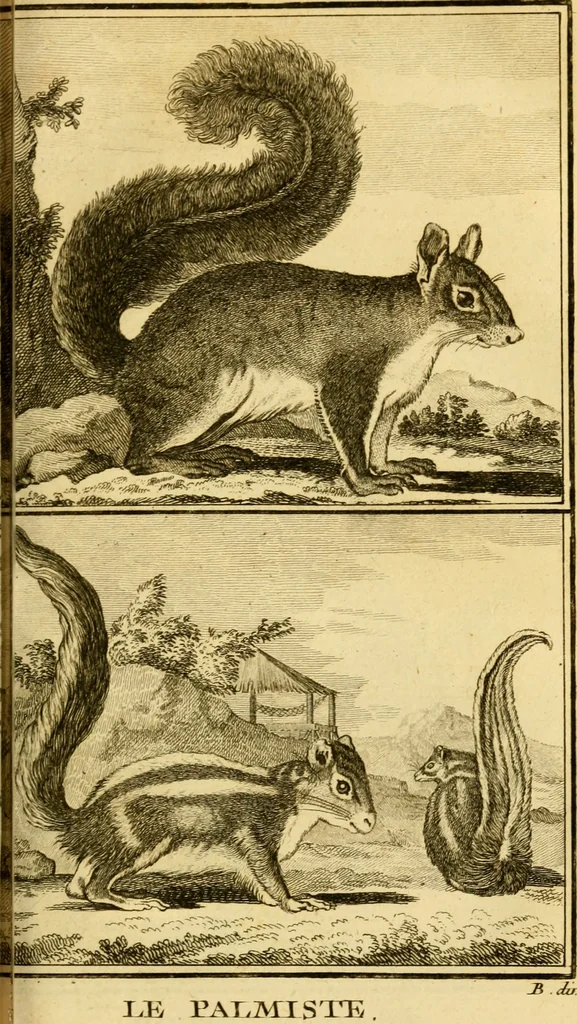 An illustration from Œuvres complètes de M. le C[om]te de Buffon ... : histoire des animaux quadrupèdes, 1775, leaf 124