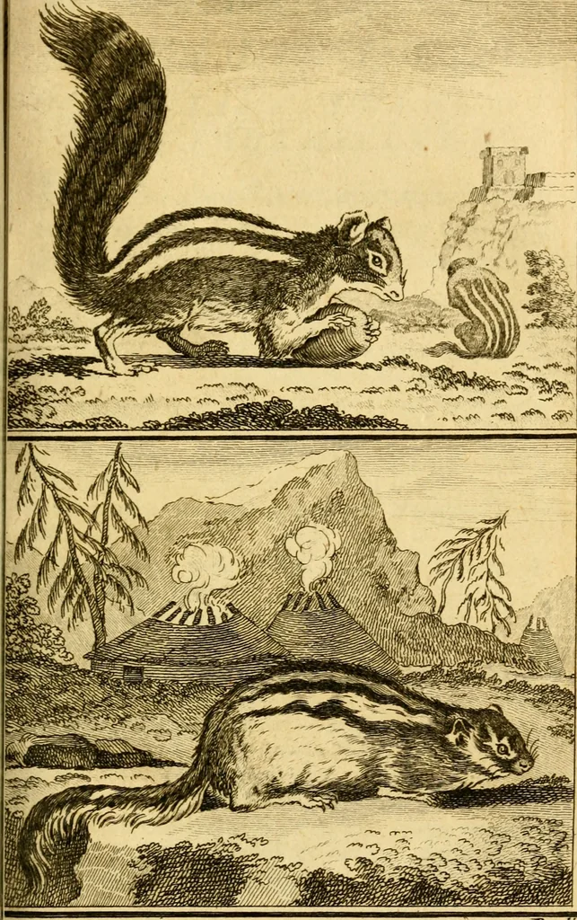 An illustration from Œuvres complètes de M. le C[om]te de Buffon ... : histoire des animaux quadrupèdes, 1775, leaf 126