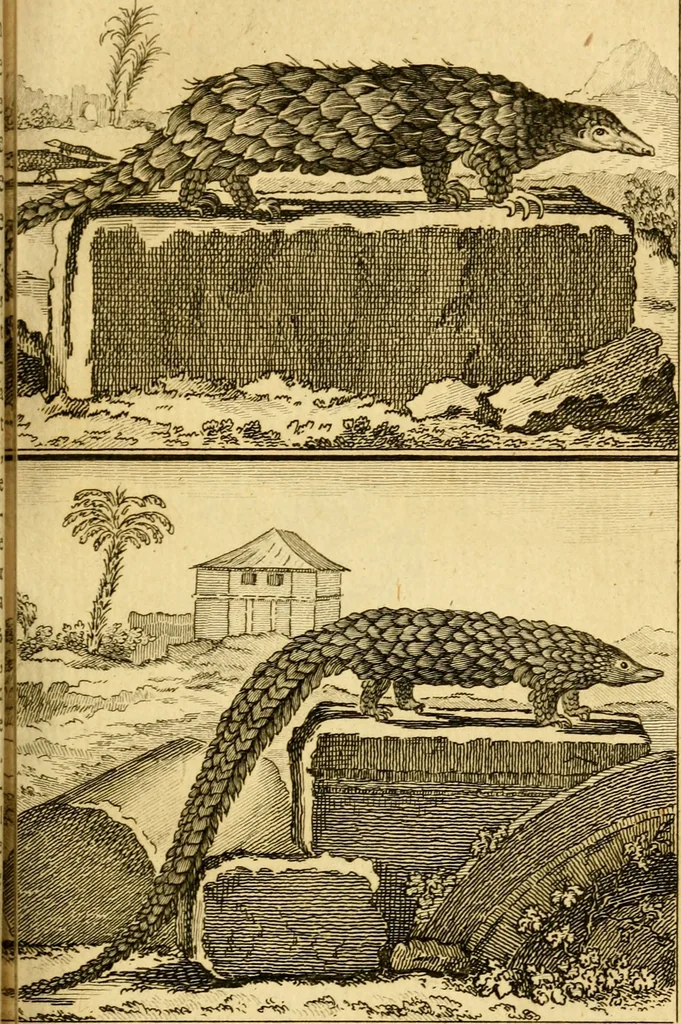 An illustration from Œuvres complètes de M. le C[om]te de Buffon ... : histoire des animaux quadrupèdes, 1775, leaf 162