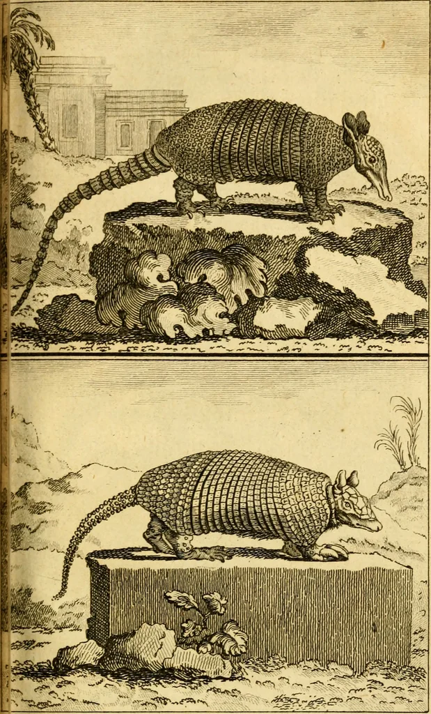 An illustration from Œuvres complètes de M. le C[om]te de Buffon ... : histoire des animaux quadrupèdes, 1775, leaf 210