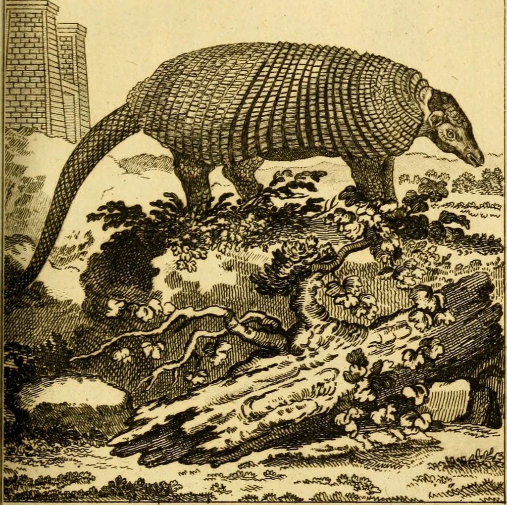 An illustration from Œuvres complètes de M. le C[om]te de Buffon ... : histoire des animaux quadrupèdes, 1775, leaf 212
