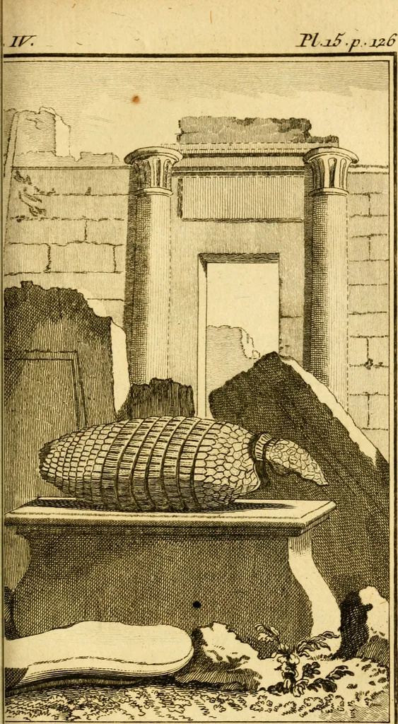 An illustration from Œuvres complètes de M. le C[om]te de Buffon ... : histoire des animaux quadrupèdes, 1775, leaf 214