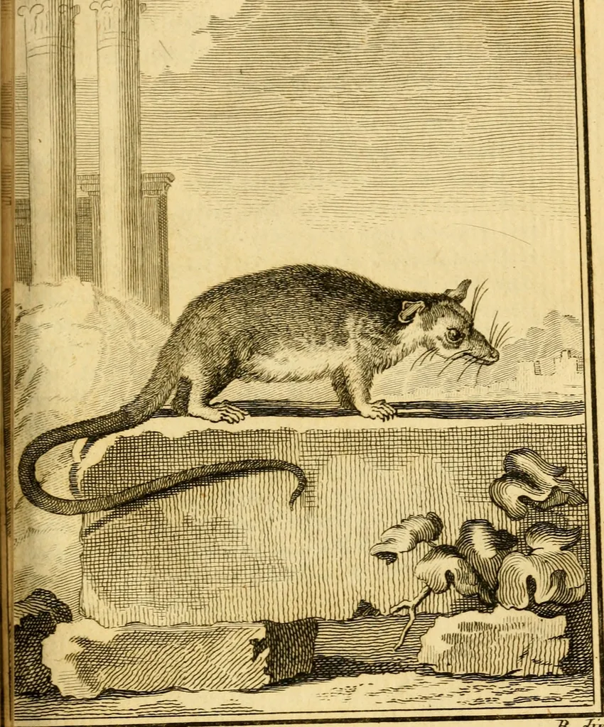 An illustration from Œuvres complètes de M. le C[om]te de Buffon ... : histoire des animaux quadrupèdes, 1775, leaf 282