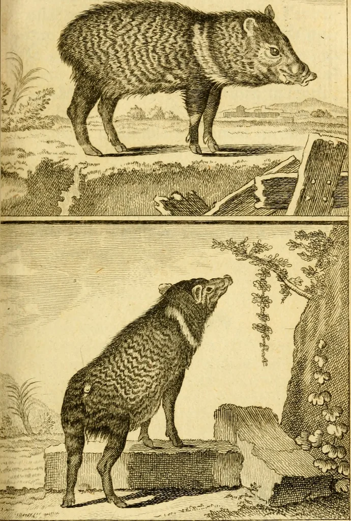 An illustration from Œuvres complètes de M. le C[om]te de Buffon ... : histoire des animaux quadrupèdes, 1775, leaf 68