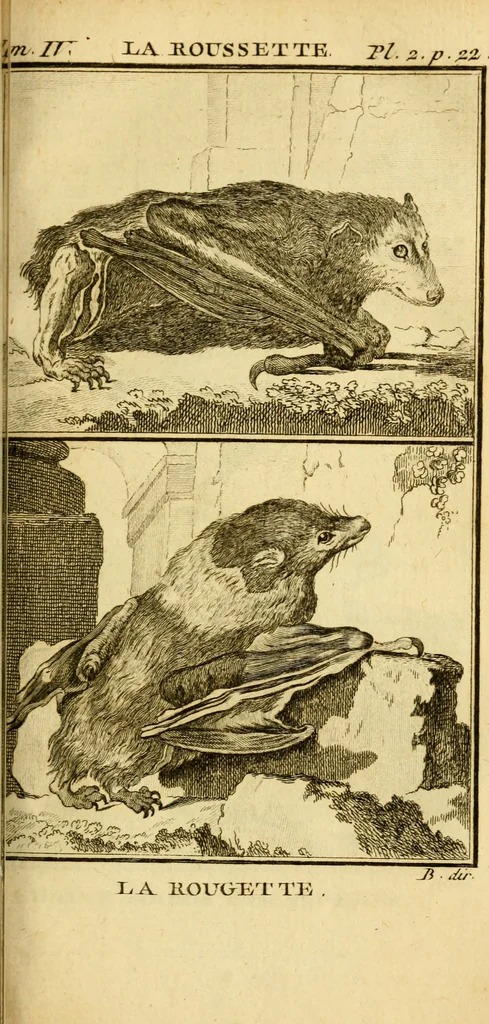 An illustration from Œuvres complètes de M. le C[om]te de Buffon ... : histoire des animaux quadrupèdes, 1775, leaf 84