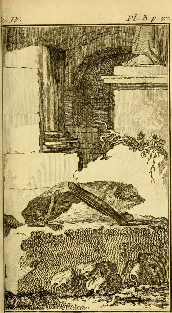 An illustration from Œuvres complètes de M. le C[om]te de Buffon ... : histoire des animaux quadrupèdes, 1775, leaf 86