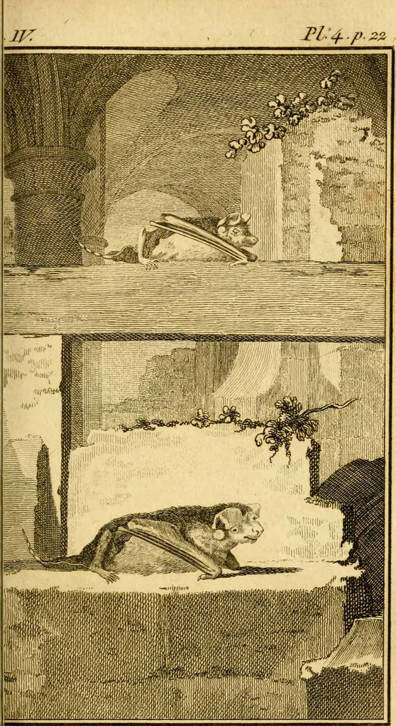 An illustration from Œuvres complètes de M. le C[om]te de Buffon ... : histoire des animaux quadrupèdes, 1775, leaf 88