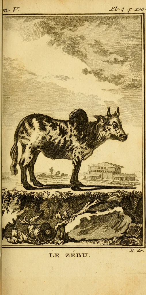An illustration from Œuvres complètes de M. le C[om]te de Buffon ... : histoire des animaux quadrupèdes, 1775, leaf 136