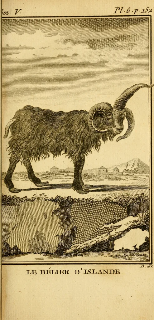 An illustration from Œuvres complètes de M. le C[om]te de Buffon ... : histoire des animaux quadrupèdes, 1775, leaf 172