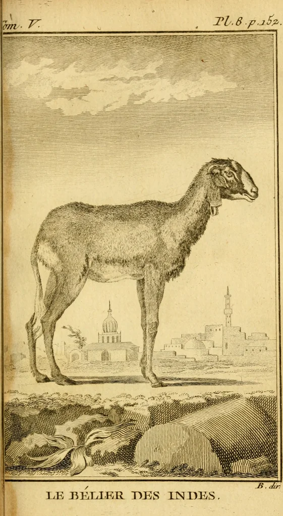 An illustration from Œuvres complètes de M. le C[om]te de Buffon ... : histoire des animaux quadrupèdes, 1775, leaf 176