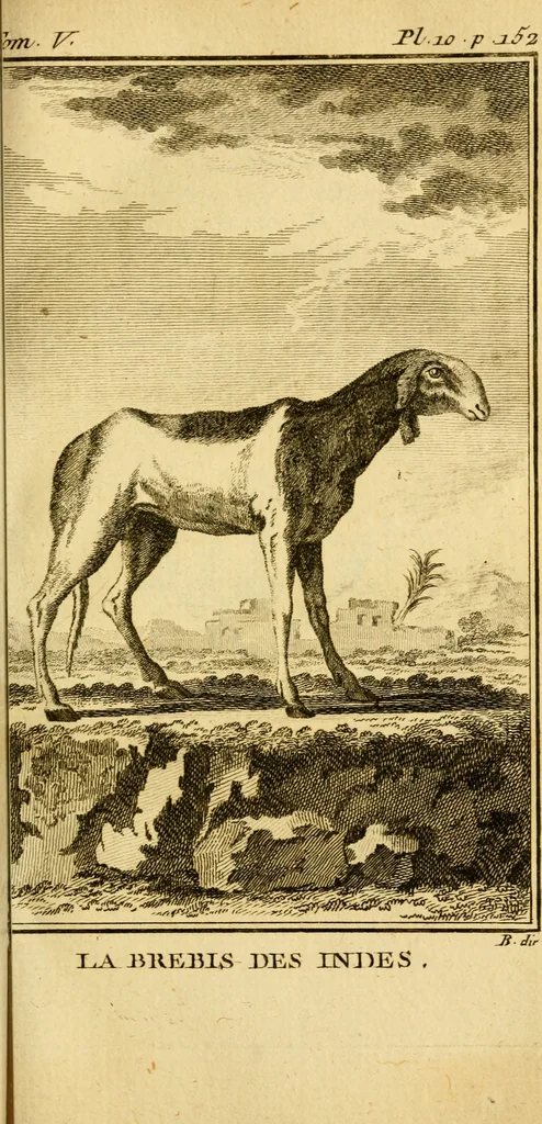 An illustration from Œuvres complètes de M. le C[om]te de Buffon ... : histoire des animaux quadrupèdes, 1775, leaf 180