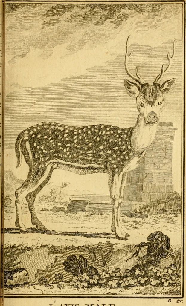 An illustration from Œuvres complètes de M. le C[om]te de Buffon ... : histoire des animaux quadrupèdes, 1775, leaf 194