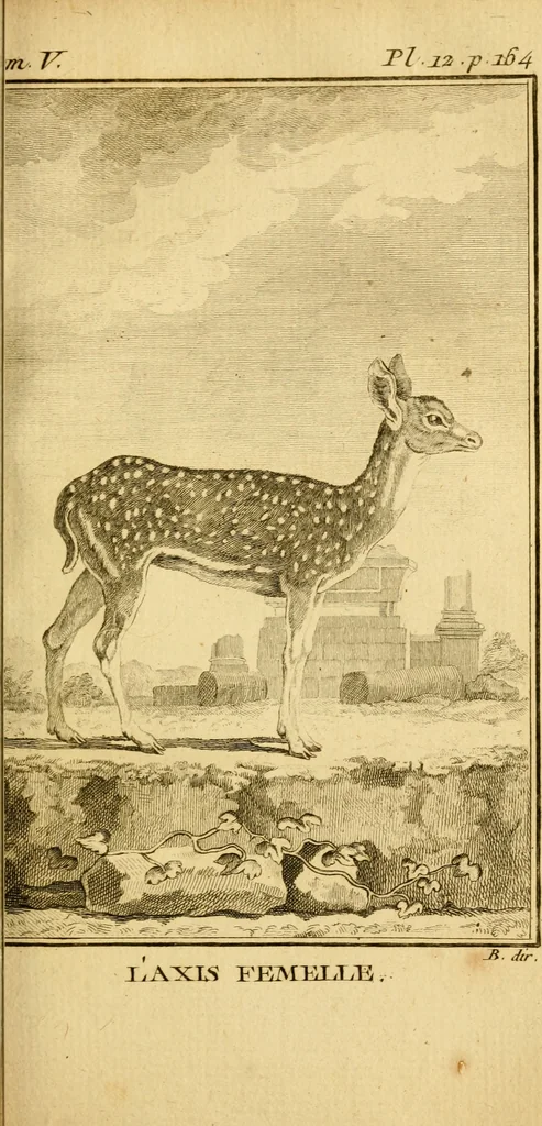 An illustration from Œuvres complètes de M. le C[om]te de Buffon ... : histoire des animaux quadrupèdes, 1775, leaf 196