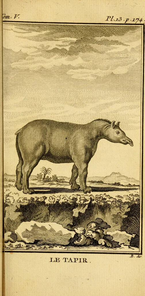 An illustration from Œuvres complètes de M. le C[om]te de Buffon ... : histoire des animaux quadrupèdes, 1775, leaf 208