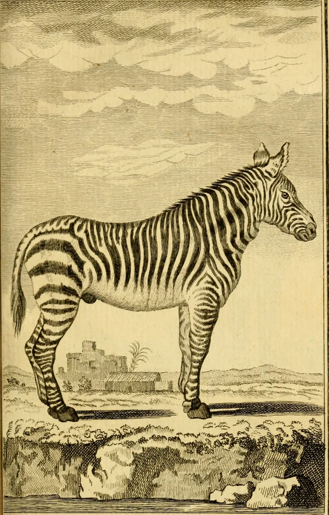 An illustration from Œuvres complètes de M. le C[om]te de Buffon ... : histoire des animaux quadrupèdes, 1775, leaf 222