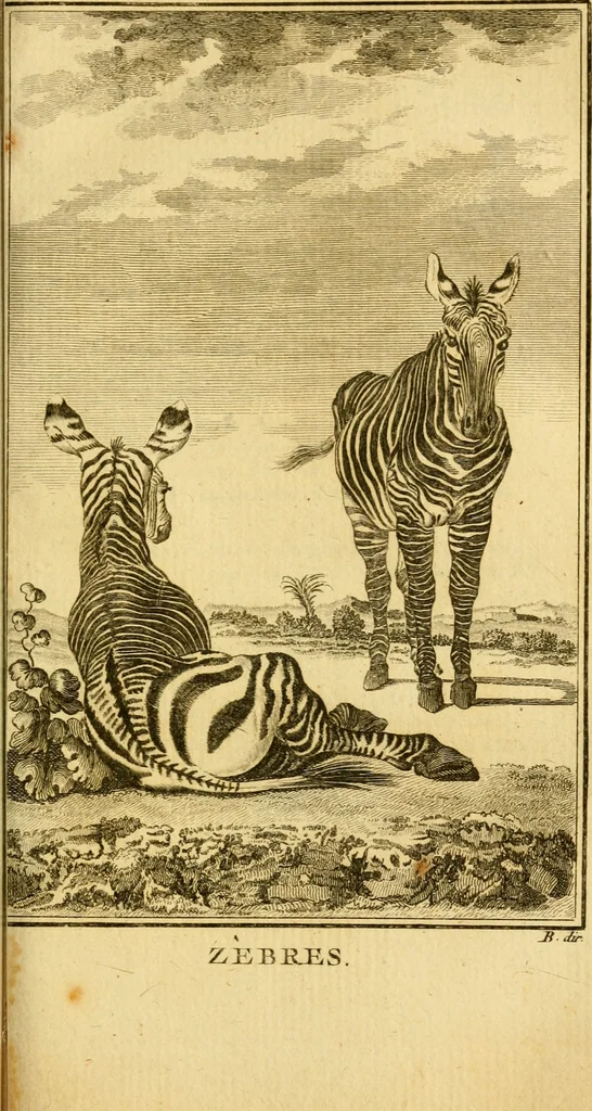 An illustration from Œuvres complètes de M. le C[om]te de Buffon ... : histoire des animaux quadrupèdes, 1775, leaf 224