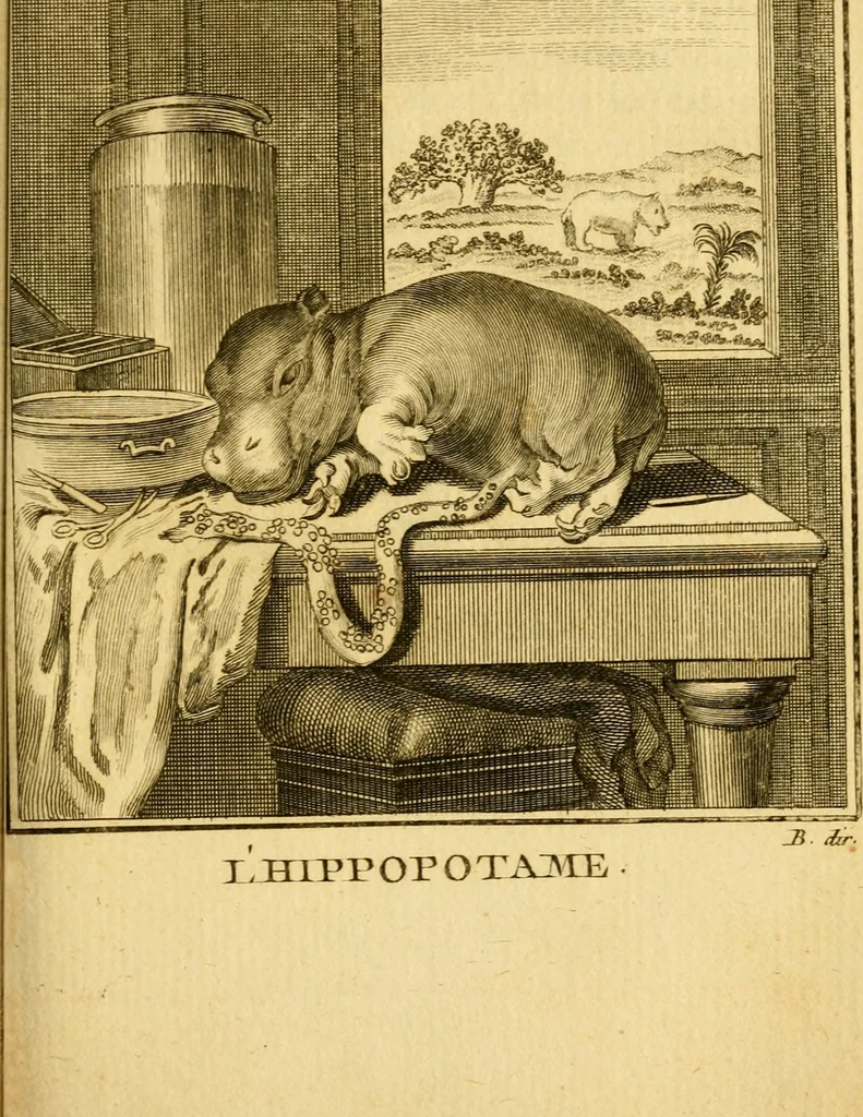 An illustration from Œuvres complètes de M. le C[om]te de Buffon ... : histoire des animaux quadrupèdes, 1775, leaf 264