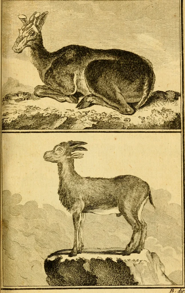 An illustration from Œuvres complètes de M. le C[om]te de Buffon ... : histoire des animaux quadrupèdes, 1775, leaf 360