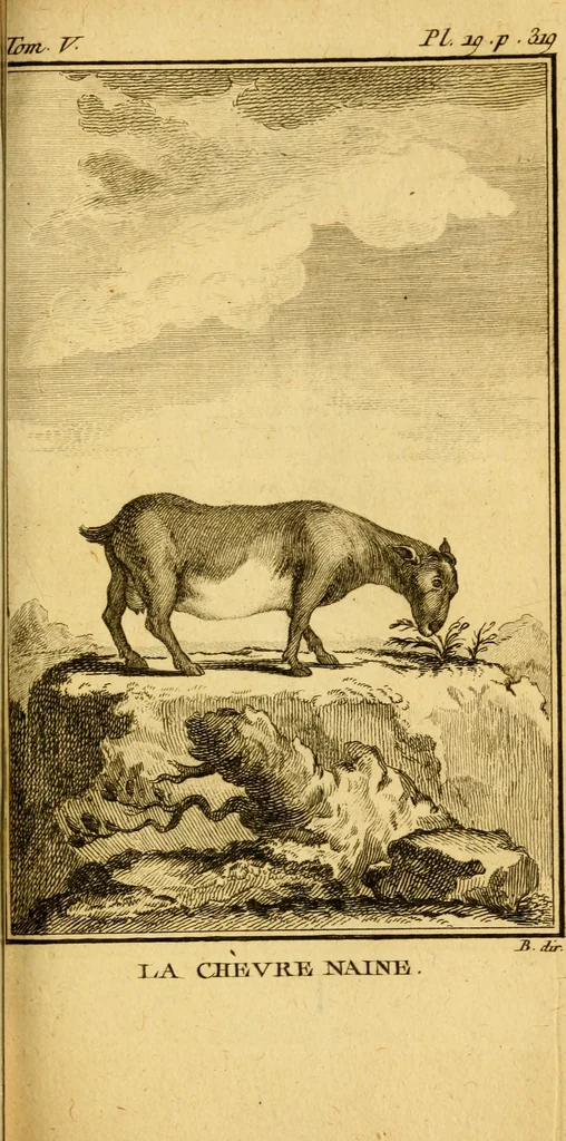 An illustration from Œuvres complètes de M. le C[om]te de Buffon ... : histoire des animaux quadrupèdes, 1775, leaf 364