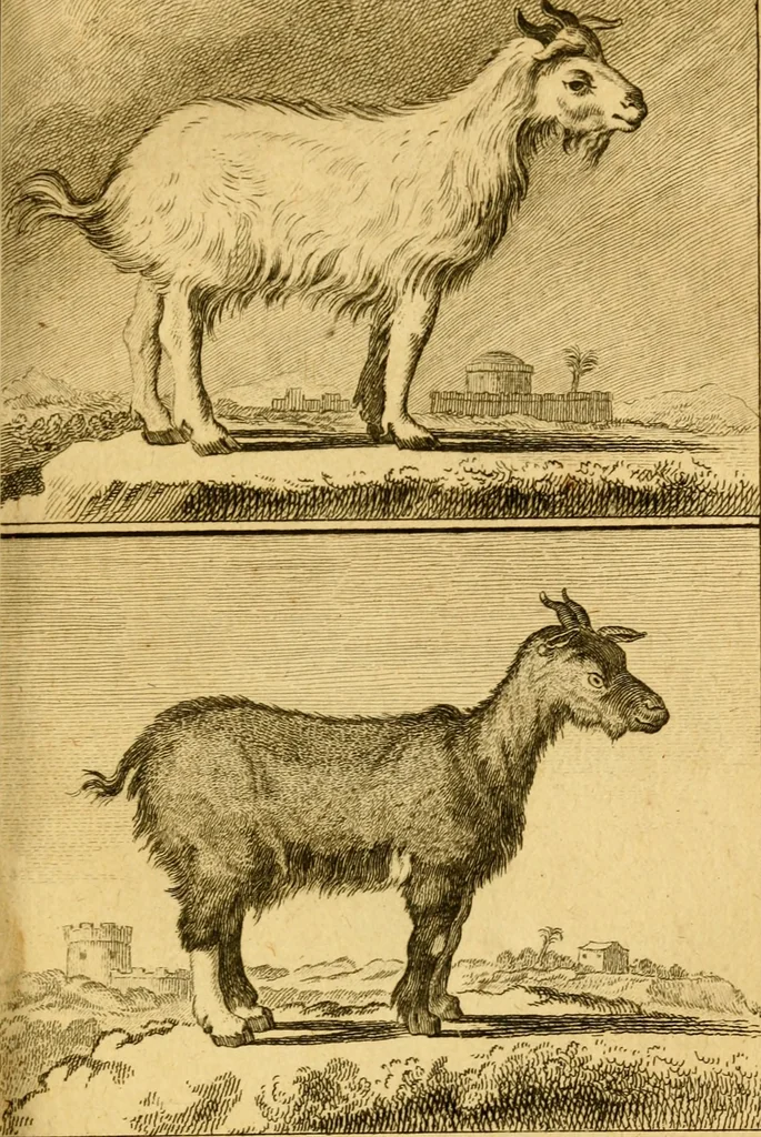 An illustration from Œuvres complètes de M. le C[om]te de Buffon ... : histoire des animaux quadrupèdes, 1775, leaf 366