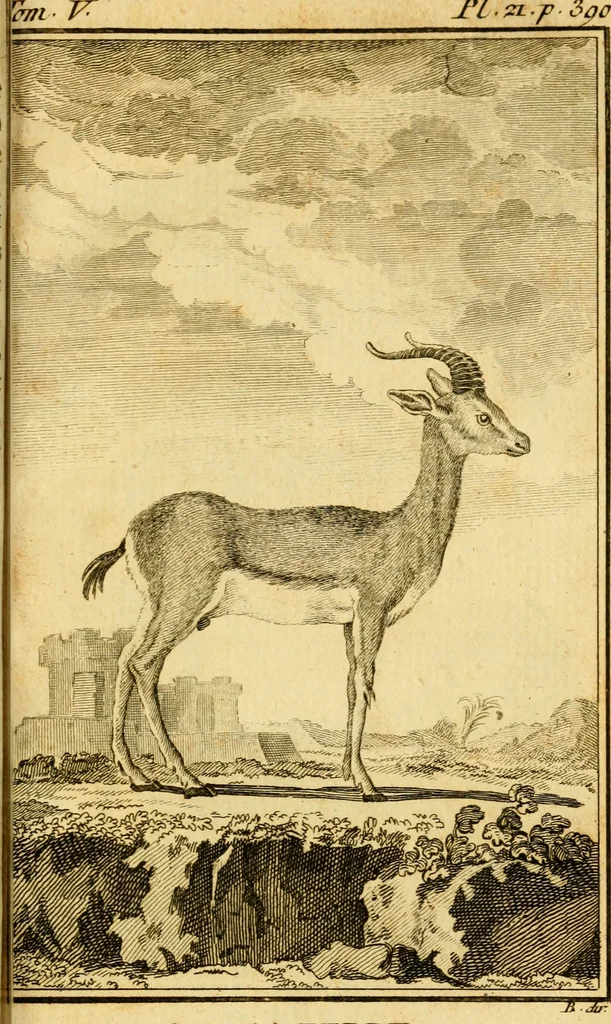 An illustration from Œuvres complètes de M. le C[om]te de Buffon ... : histoire des animaux quadrupèdes, 1775, leaf 440