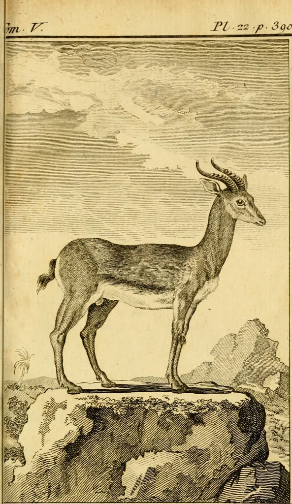 An illustration from Œuvres complètes de M. le C[om]te de Buffon ... : histoire des animaux quadrupèdes, 1775, leaf 442
