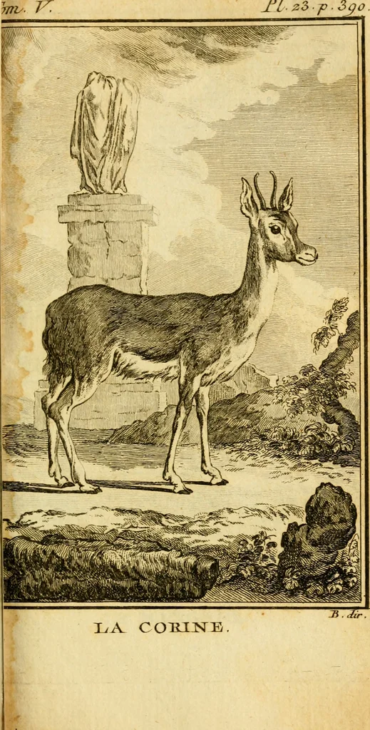 An illustration from Œuvres complètes de M. le C[om]te de Buffon ... : histoire des animaux quadrupèdes, 1775, leaf 444