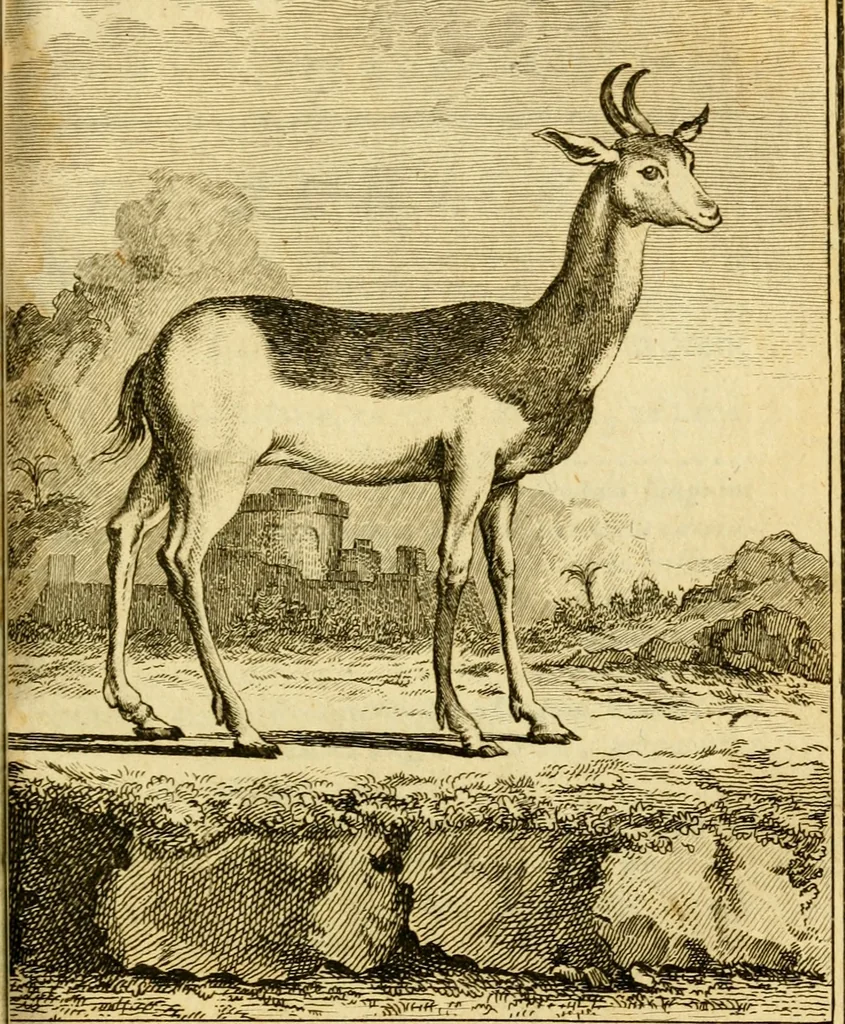 An illustration from Œuvres complètes de M. le C[om]te de Buffon ... : histoire des animaux quadrupèdes, 1775, leaf 446