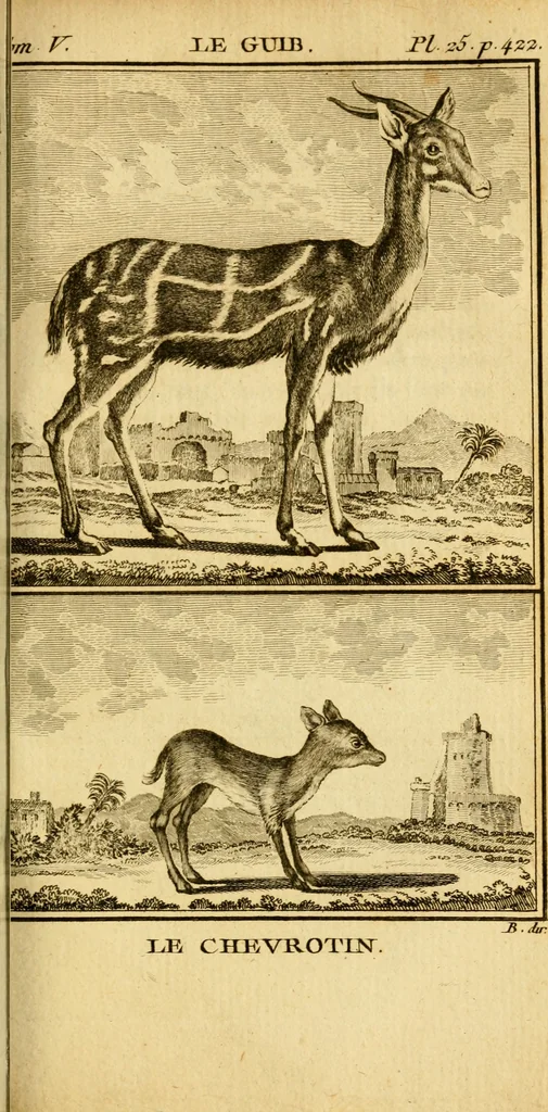 An illustration from Œuvres complètes de M. le C[om]te de Buffon ... : histoire des animaux quadrupèdes, 1775, leaf 480