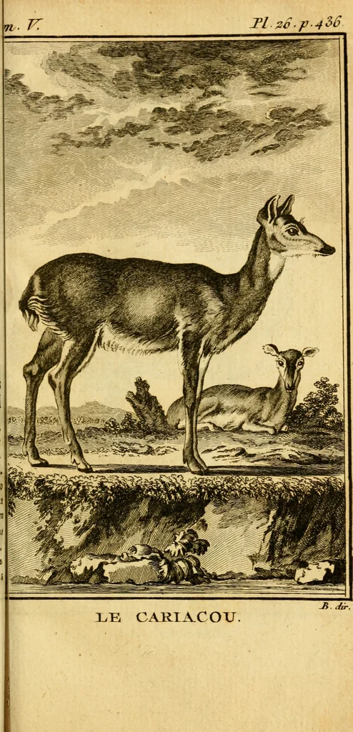 An illustration from Œuvres complètes de M. le C[om]te de Buffon ... : histoire des animaux quadrupèdes, 1775, leaf 496