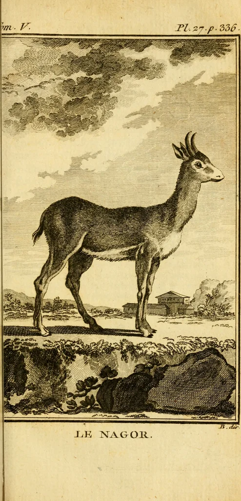 An illustration from Œuvres complètes de M. le C[om]te de Buffon ... : histoire des animaux quadrupèdes, 1775, leaf 498