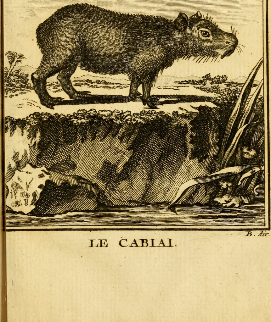 An illustration from Œuvres complètes de M. le C[om]te de Buffon ... : histoire des animaux quadrupèdes, 1775, leaf 536