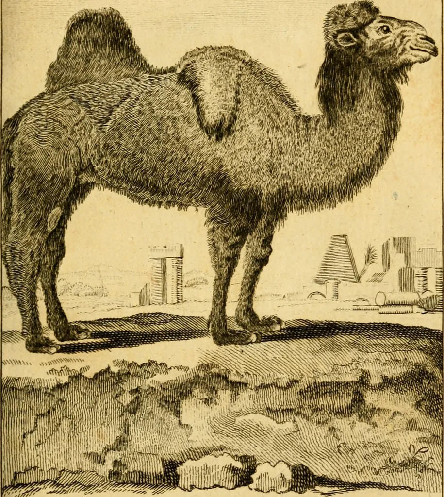 An illustration from Œuvres complètes de M. le C[om]te de Buffon ... : histoire des animaux quadrupèdes, 1775, leaf 54
