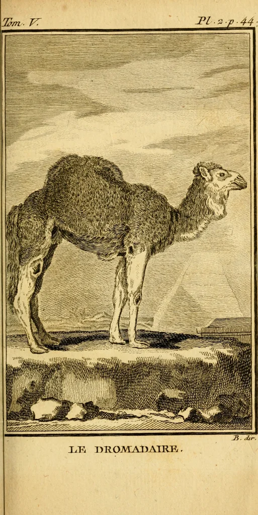 An illustration from Œuvres complètes de M. le C[om]te de Buffon ... : histoire des animaux quadrupèdes, 1775, leaf 56